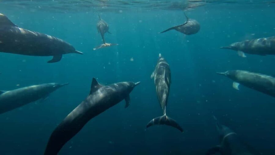 Puerto Escondido: The Best Adventure for Dolphin Watching - Who Is This Tour Best For?