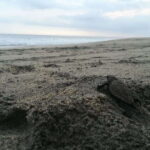 Puerto Escondido: Turtle Release and Bioluminescent Plankton - Exploring the Experience in Detail