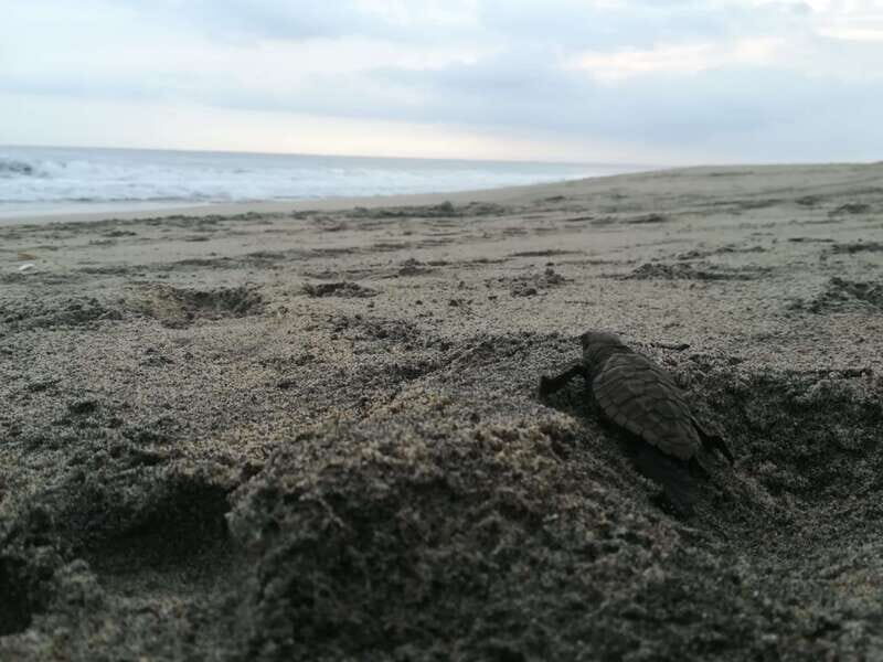 Puerto Escondido: Turtle Release and Bioluminescent Plankton - Exploring the Experience in Detail