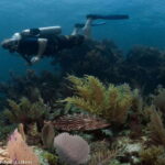 Puerto Morelos: Diving at the C56 Shipwreck - What You Can Expect from the Tour