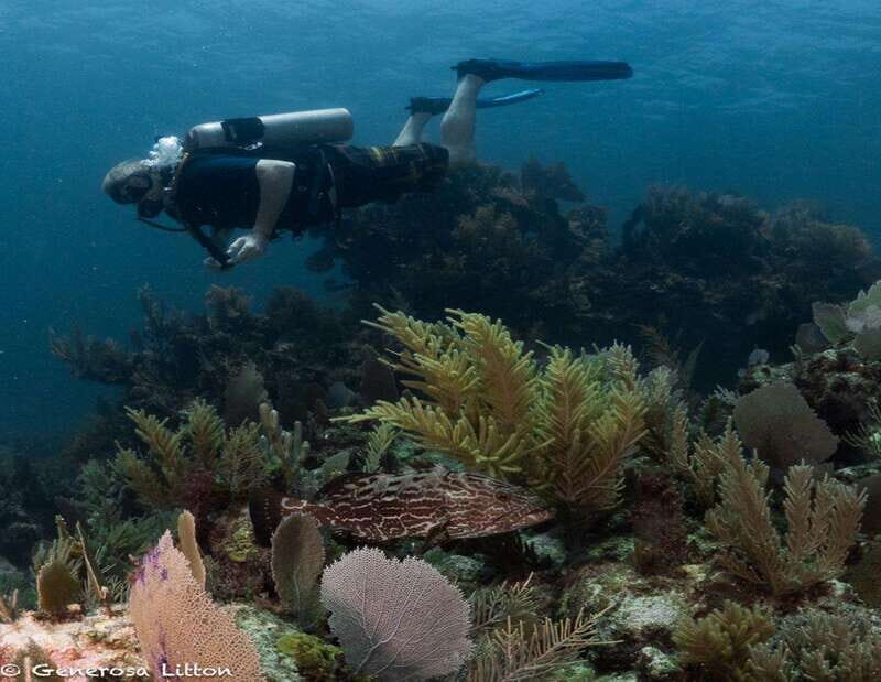 Puerto Morelos: Diving at the C56 Shipwreck - What You Can Expect from the Tour