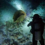 Puerto Morelos: Ojo de Agua Night Dive for Certified Divers - The Authentic Experience: Why It Stands Out