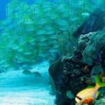 Puerto Morelos Reef Snorkeling Tour with Lunch - Frequently Asked Questions