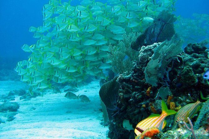 Puerto Morelos Reef Snorkeling Tour with Lunch - Frequently Asked Questions