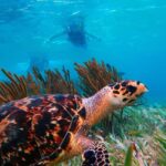 Puerto Morelos: Reef Snorkeling Trip with Beachside Lunch - What the Tour Includes and What It Doesn’t