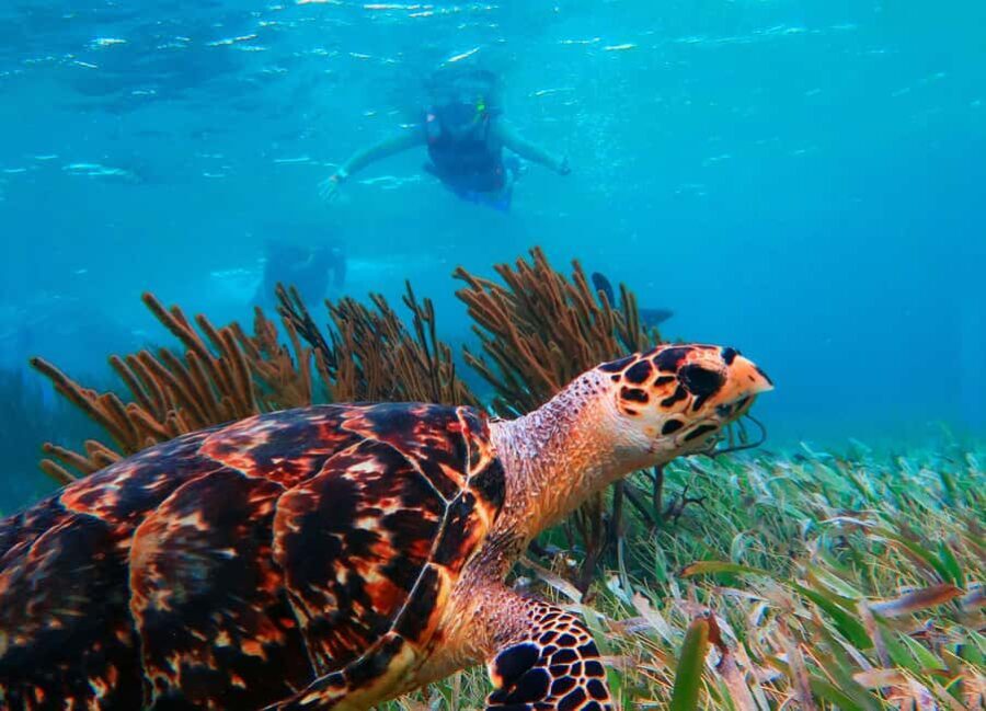 Puerto Morelos: Reef Snorkeling Trip with Beachside Lunch - What the Tour Includes and What It Doesn’t