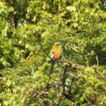 Puerto Morelos: Ruta de los Cenotes Birdwatching Tour - Final Thoughts: Is It Worth It?