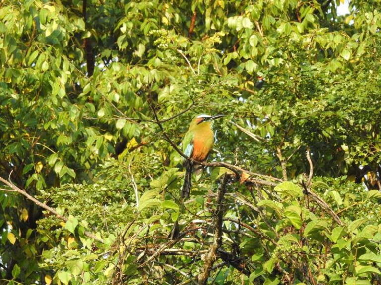 Puerto Morelos: Ruta de los Cenotes Birdwatching Tour - Final Thoughts: Is It Worth It?