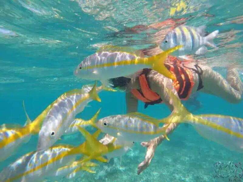 Puerto Morelos: Snorkeling at The National Reef Park - FAQ