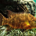 Puerto Morelos: Snorkeling Guided Activity - The Experience with Guides