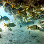 Puerto Morelos: Two Reef Dives for Certified Divers - Exploring Puerto Morelos: A Genuine Underwater Treasure