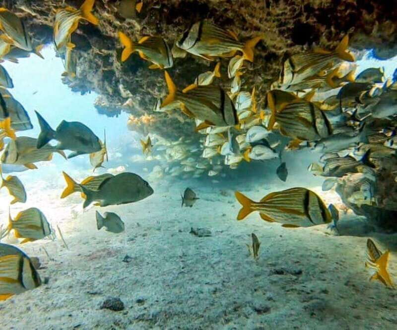 Puerto Morelos: Two Reef Dives for Certified Divers - Exploring Puerto Morelos: A Genuine Underwater Treasure