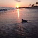 Puerto Vallarta: Baby Turtle Release in Conservation Area - A Detailed Look at the Experience
