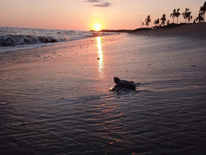 Puerto Vallarta: Baby Turtle Release in Conservation Area - A Detailed Look at the Experience