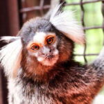 Puerto Vallarta: Botanical Garden Walking Tour - Who It’s Best For