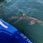 Puerto Vallarta: Dolphin Watching Cruise with a Biologist - Why This Tour Is Worth It