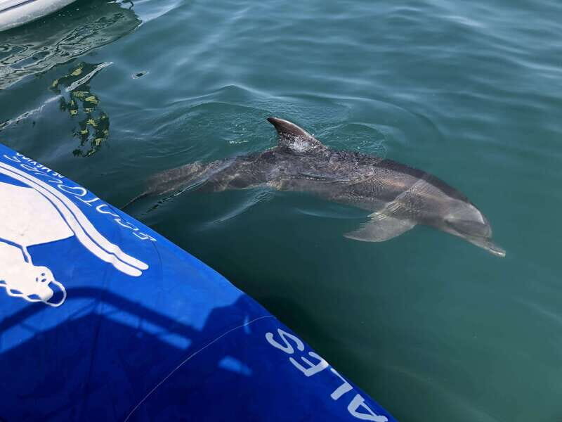 Puerto Vallarta: Dolphin Watching Cruise with a Biologist - Why This Tour Is Worth It