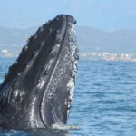 Puerto Vallarta: Humpback Whale Research Adventure Tour - The Sum Up
