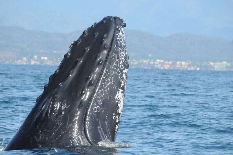 Puerto Vallarta: Humpback Whale Research Adventure Tour - The Sum Up