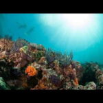Puerto Vallarta: La Corbeñeta Underwater Exploration - Why This Tour Stands Out