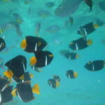Puerto Vallarta: Los Arcos Snorkel & Beach Private Boat Tour - Who Would Love This Tour?