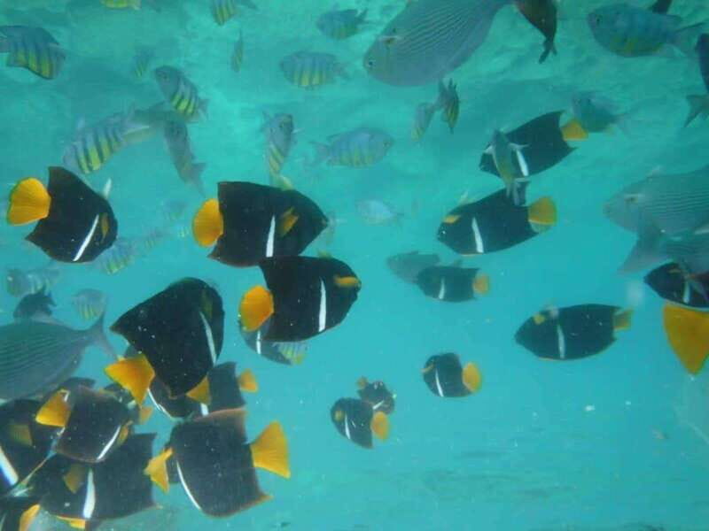 Puerto Vallarta: Los Arcos Snorkel & Beach Private Boat Tour - Who Would Love This Tour?