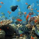 Puerto Vallarta: Marietas Islands Experience - FAQ