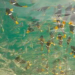 Puerto Vallarta: Private Tour Los Arcos Snorkeling - Who This Tour Is Best For