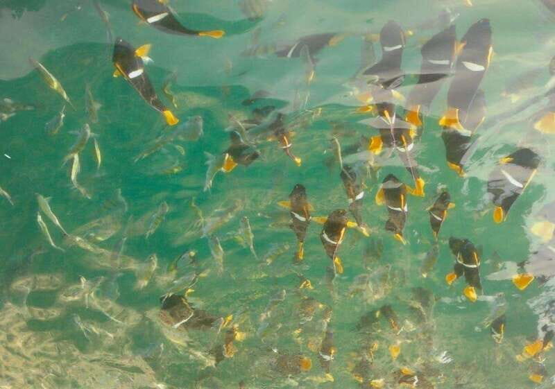 Puerto Vallarta: Private Tour Los Arcos Snorkeling - Who This Tour Is Best For