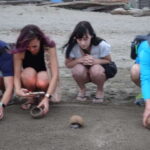 Puerto Vallarta: Sea turtle release at Sunset - An In-Depth Look at the Experience