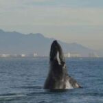 Puerto Vallarta: Whale Watching Adventure Tour - A Deeper Look: What to Expect on the Tour