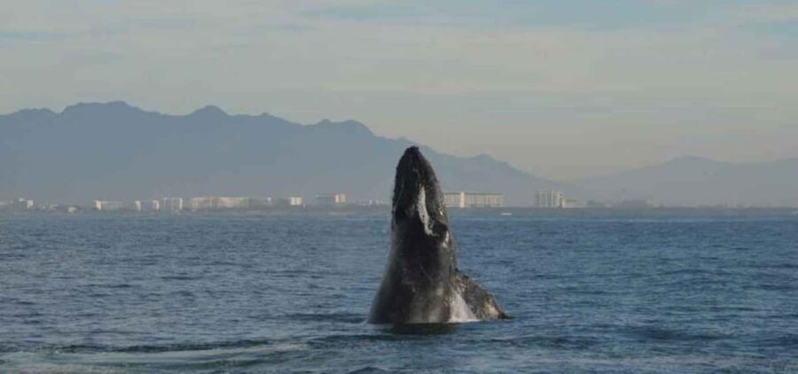 Puerto Vallarta: Whale Watching Adventure Tour - A Deeper Look: What to Expect on the Tour
