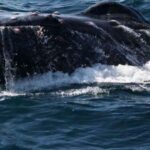 Puerto Vallarta: Whale Watching Beach Bay - FAQ