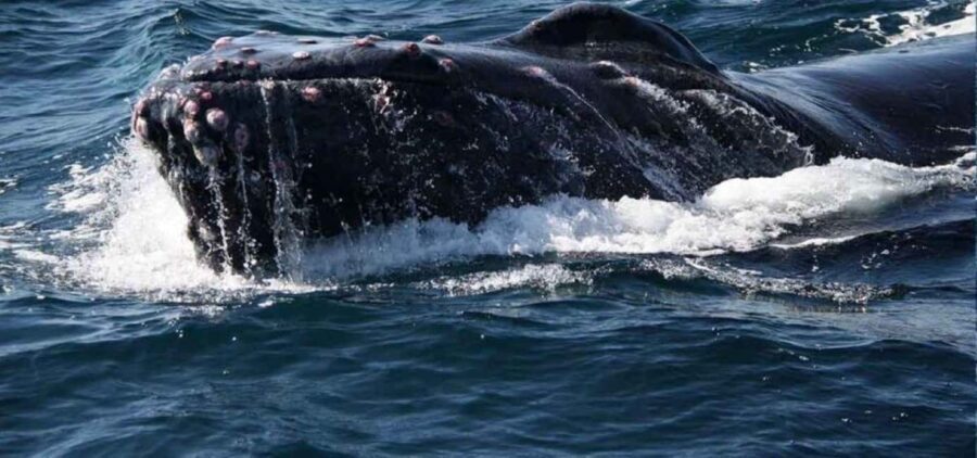 Puerto Vallarta: Whale Watching Beach Bay - FAQ