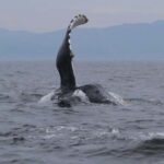 Puerto Vallarta: Whale Watching Encounter - The Experience: Pros and Cons