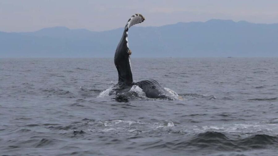 Puerto Vallarta: Whale Watching Encounter - The Experience: Pros and Cons
