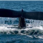 Puerto Vallarta: Whale Watching on Catamaran - The Sum Up: Who Is This Tour Best For?