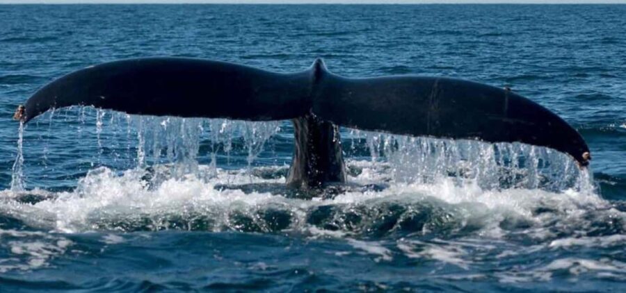 Puerto Vallarta: Whale Watching on Catamaran - The Sum Up: Who Is This Tour Best For?