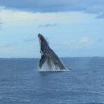 Puerto Vallarta: Whale Watching Photo Safari - An Authentic Look at the Experience
