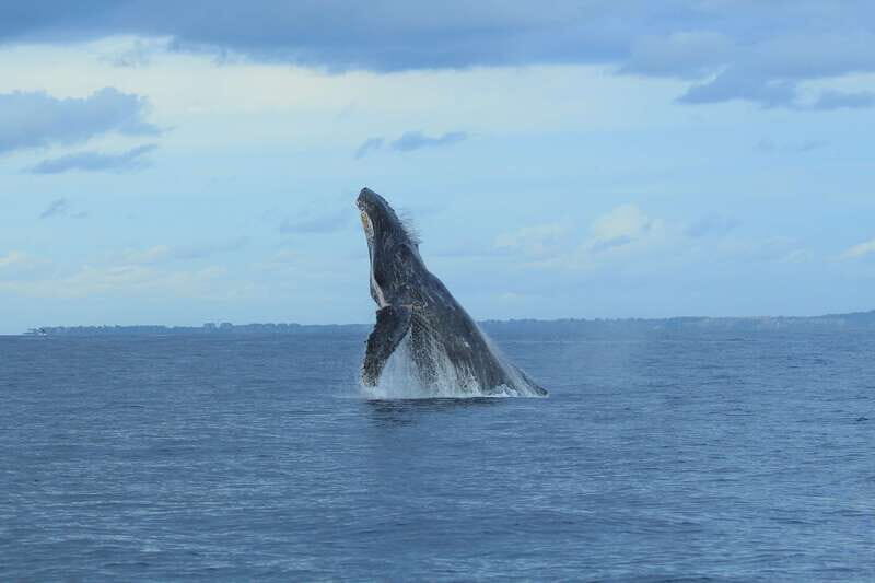 Puerto Vallarta: Whale Watching Photo Safari - An Authentic Look at the Experience