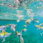 Puerto Vallarta: Zipline Tour, Snorkel & Secret Beach Escape - Final Thoughts