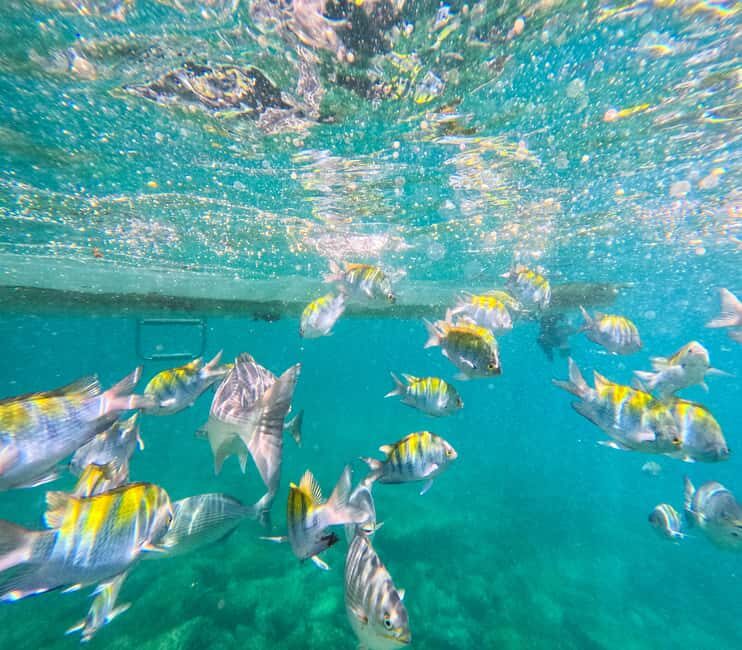 Puerto Vallarta: Zipline Tour, Snorkel & Secret Beach Escape - Final Thoughts