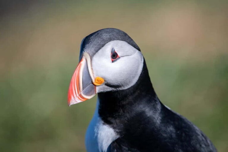 Puffin & Gufufoss Waterfall Tour from Seydisfjordur Port - Practical Details: What to Expect and What to Bring