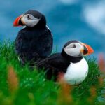 Puffin Safari Boat Tour - Why Choose the Puffin Safari Boat Tour?