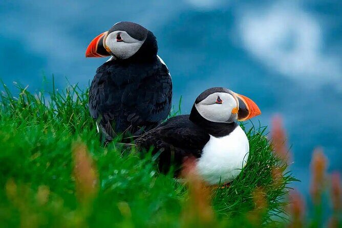 Puffin Safari Boat Tour - Why Choose the Puffin Safari Boat Tour?
