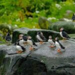 Puffin Watching Speedboat Express - Who Will Love This Tour?