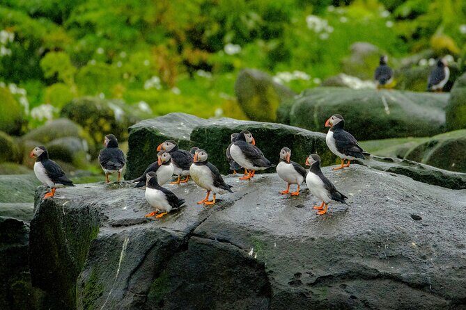 Puffin Watching Speedboat Express - Who Will Love This Tour?