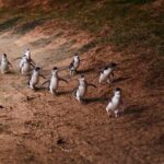 Puffing Billy and Penguin Parade Day Tour From Melbourne - The Experience of Each Stop