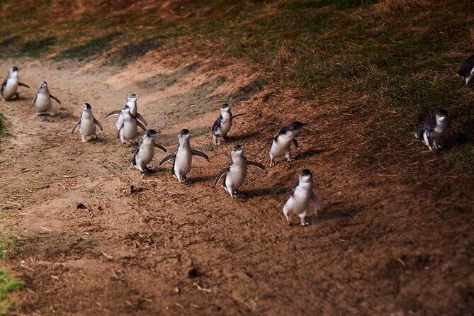 Puffing Billy and Penguin Parade Day Tour From Melbourne - The Experience of Each Stop