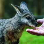 Puffing Billy Escapade and Moonlit Sanctuary Wildlife Magic - Who Would Love This Tour?